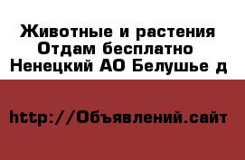 Животные и растения Отдам бесплатно. Ненецкий АО,Белушье д.